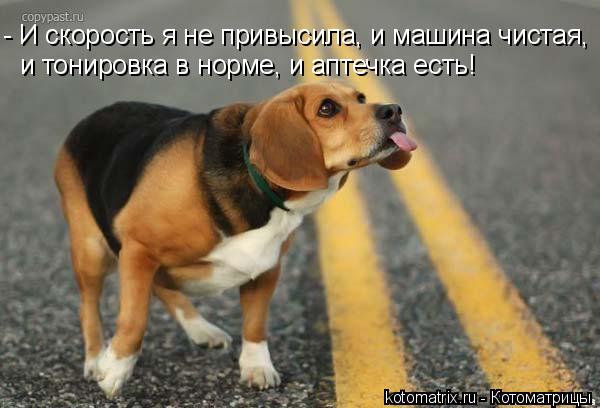- И скорость я не привысила, и машина чистая, и тонировка в норме, и аптечка есть!... Котоматрица: - И скорость я не привысила, и машина чистая, и тонировка в норме, и аптечка есть!