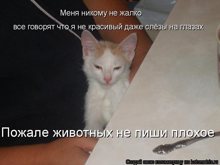Меня никому не жалко все говорят что я не красивый даже слёзы на глазах Пожале животных не пиши плохо... Котоматрица: Меня никому не жалко все говорят что я не красивый даже слёзы на глазах Пожале животных не пиши плохое