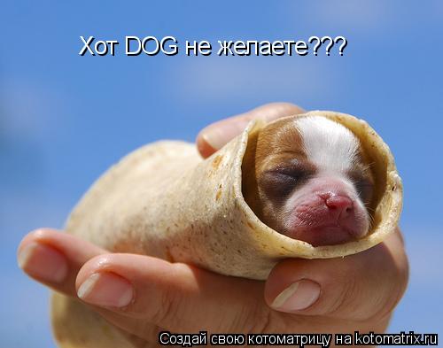 Хот DOG не желаете???... Котоматрица: Хот DOG не желаете???