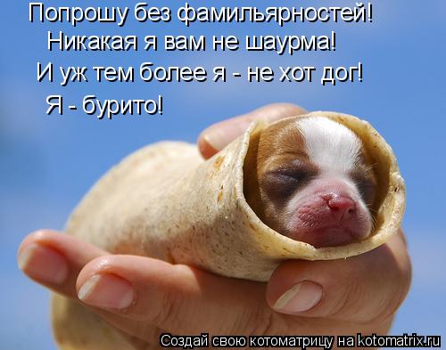 Попрошу без фамильярностей! Никакая я вам не шаурма! И уж тем более я - не хот дог! Я - бурито!... Котоматрица: Попрошу без фамильярностей! Никакая я вам не шаурма! И уж тем более я - не хот дог! Я - бурито!