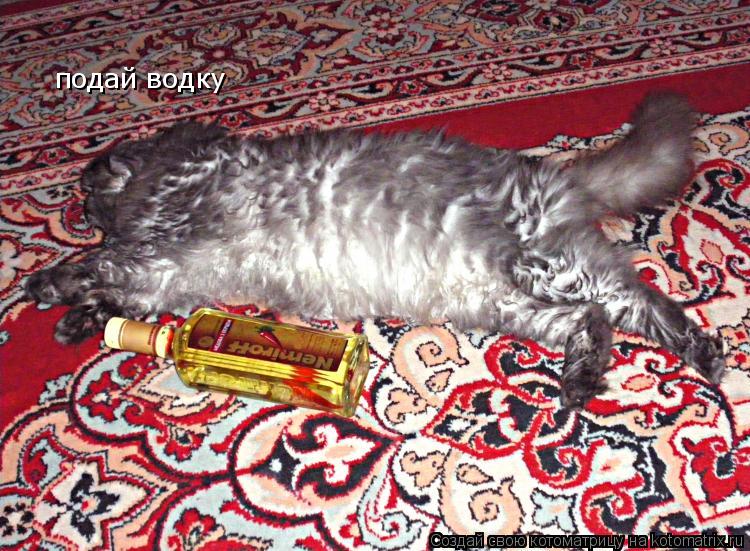 подай водку... Котоматрица: подай водку