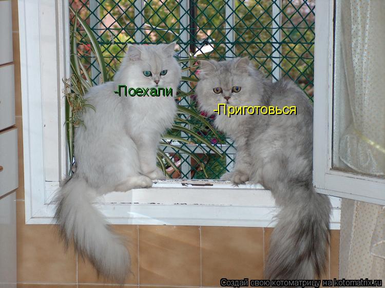 -Приготовься -Поехали... Котоматрица: -Приготовься -Поехали
