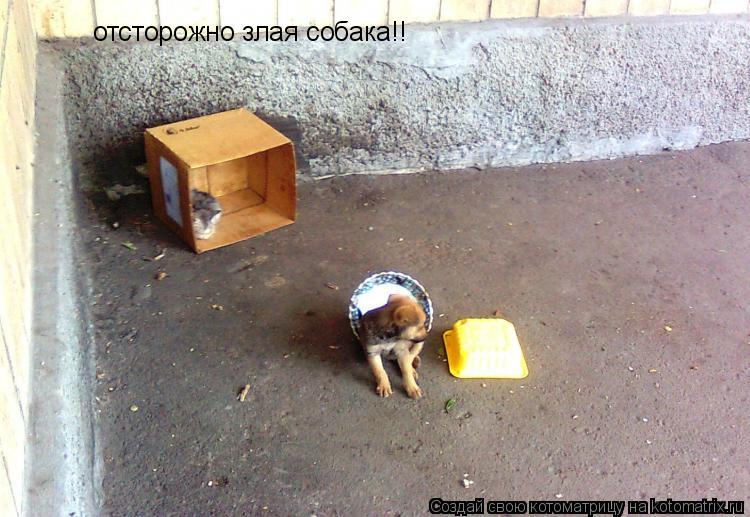 отсторожно злая собака!!... Котоматрица: отсторожно злая собака!!