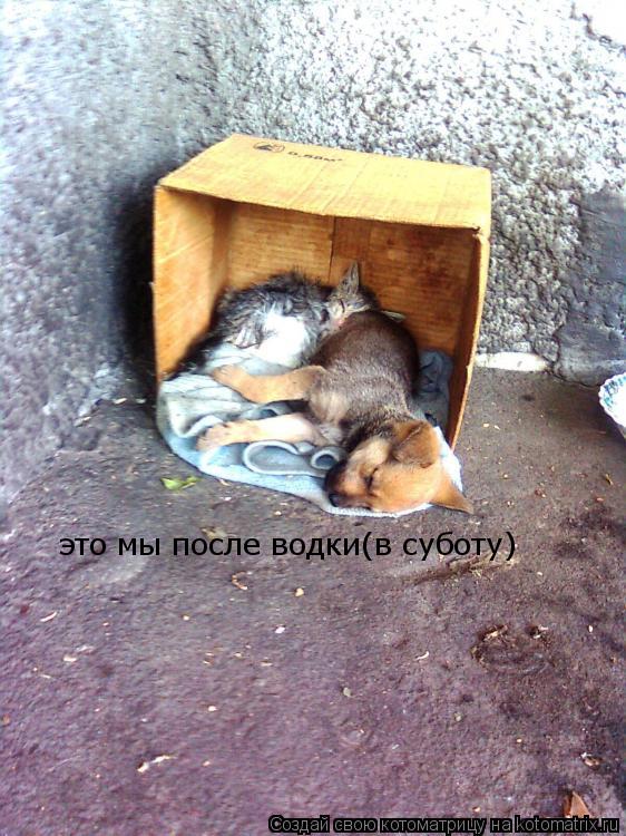 это мы после водки(в суботу)... Котоматрица: это мы после водки(в суботу)