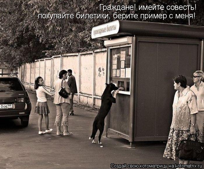 Граждане! имейте совесть! покупайте билетики, берите пример с меня!... Котоматрица: Граждане! имейте совесть! покупайте билетики, берите пример с меня!