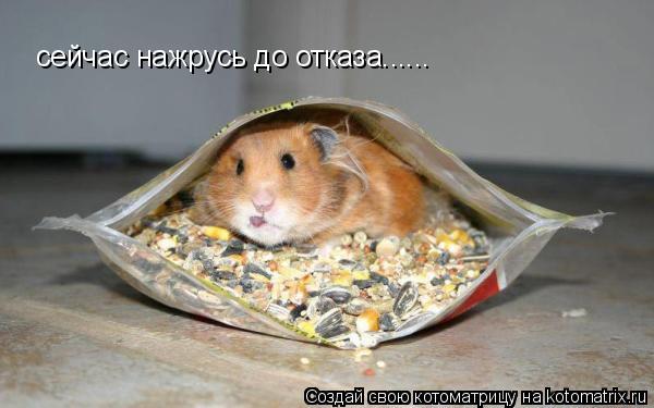 сейчас нажрусь до отказа......... Котоматрица: сейчас нажрусь до отказа......