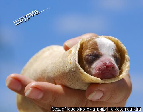 шаурма......... Котоматрица: шаурма......