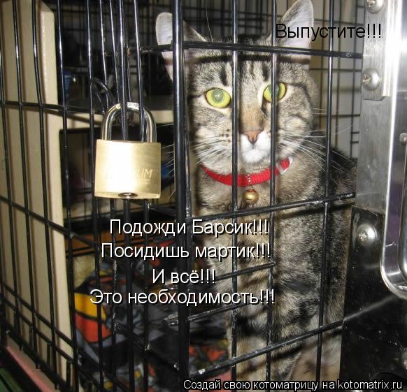 Выпустите!!! Подожди Барсик!!! Посидишь мартик!!! И всё!!! Это необходимость!!!... Котоматрица: Выпустите!!! Подожди Барсик!!! Посидишь мартик!!! И всё!!! Это необходимость!!!