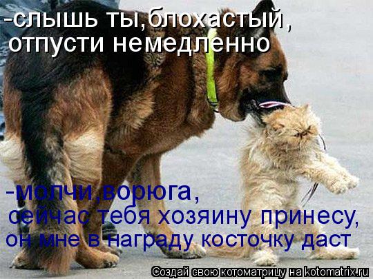 отпусти немедленно -слышь ты,блохастый, -молчи,ворюга, сейчас тебя хозяину принесу, он мне в награду ... Котоматрица: отпусти немедленно -слышь ты,блохастый, -молчи,ворюга, сейчас тебя хозяину принесу, он мне в награду косточку даст
