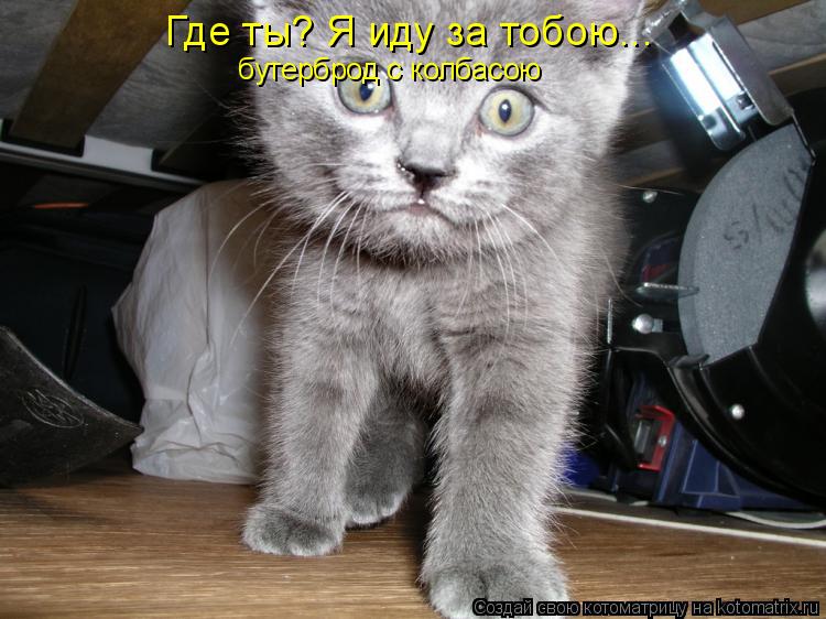 Где ты? Я иду за тобою... бутерброд с колбасою... Котоматрица: Где ты? Я иду за тобою... бутерброд с колбасою