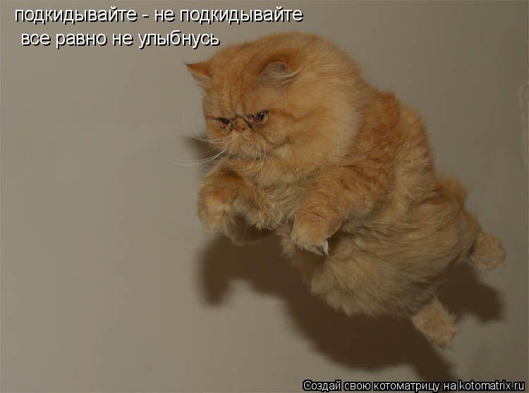 подкидывайте - не подкидывайте все равно не улыбнусь... Котоматрица: подкидывайте - не подкидывайте все равно не улыбнусь