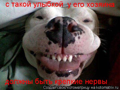 с такой улыбкой у его хозяина должны быть крепкие нервы... Котоматрица: с такой улыбкой у его хозяина должны быть крепкие нервы