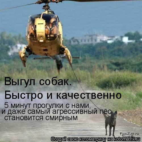 Выгул собак. Быстро и качественно 5 минут прогулки с нами, и даже самый агрессивный пёс становится с... Котоматрица: Выгул собак. Быстро и качественно 5 минут прогулки с нами, и даже самый агрессивный пёс становится смирным