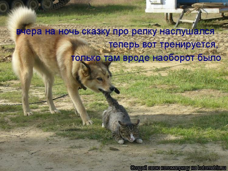 вчера на ночь сказку про репку наслушался теперь вот тренируется, только там вроде наоборот было... Котоматрица: вчера на ночь сказку про репку наслушался теперь вот тренируется, только там вроде наоборот было