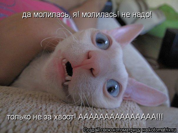 да молилась, я! молилась! не надо! да молилась, я! молилась! не надо! только не за хвост! ААААААААА... Котоматрица: да молилась, я! молилась! не надо! да молилась, я! молилась! не надо! только не за хвост! ААААААААААААААА!!!