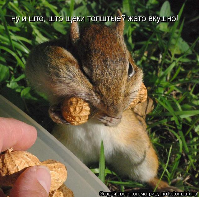 ну и што, што щеки толштые? жато вкушно!... Котоматрица: ну и што, што щеки толштые? жато вкушно!