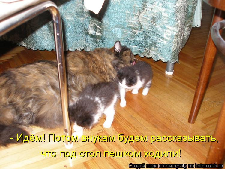- Идём! Потом внукам будем рассказывать, что под стол пешком ходили!... Котоматрица: - Идём! Потом внукам будем рассказывать, что под стол пешком ходили!