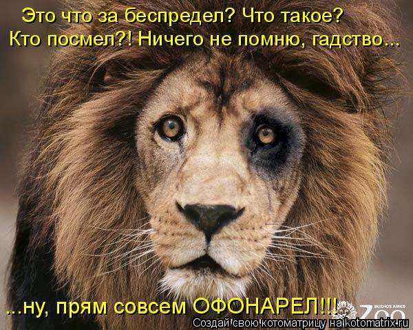 Это что за беспредел? Что такое? Кто посмел?! Ничего не помню, гадство... ...ну, прям совсем ОФОНАРЕ... Котоматрица: Это что за беспредел? Что такое? Кто посмел?! Ничего не помню, гадство... ...ну, прям совсем ОФОНАРЕЛ!!!