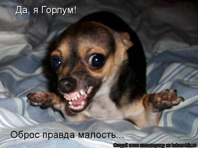 Да, я Горлум! Оброс правда малость...... Котоматрица: Да, я Горлум! Оброс правда малость...