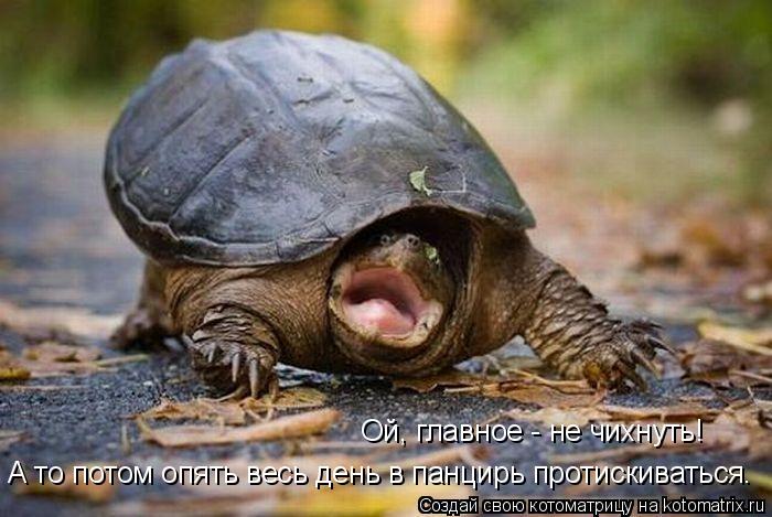 Ой, главное - не чихнуть! А то потом опять весь день в панцирь протискиваться.... Котоматрица: Ой, главное - не чихнуть! А то потом опять весь день в панцирь протискиваться.
