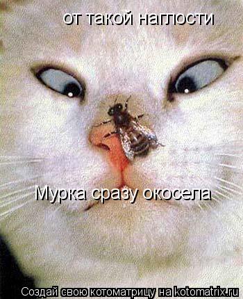от такой наглости Мурка сразу окосела... Котоматрица: от такой наглости Мурка сразу окосела