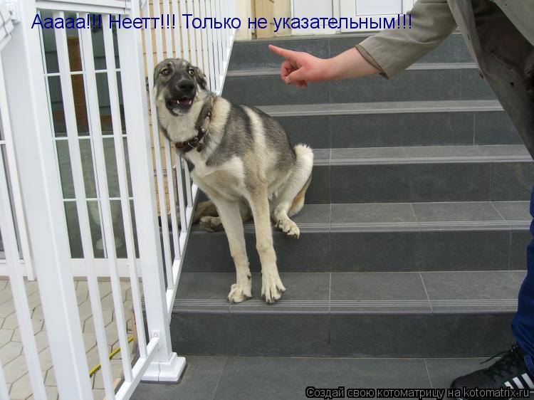 Ааааа!!! Неетт!!! Только не указательным!!!... Котоматрица: Ааааа!!! Неетт!!! Только не указательным!!!