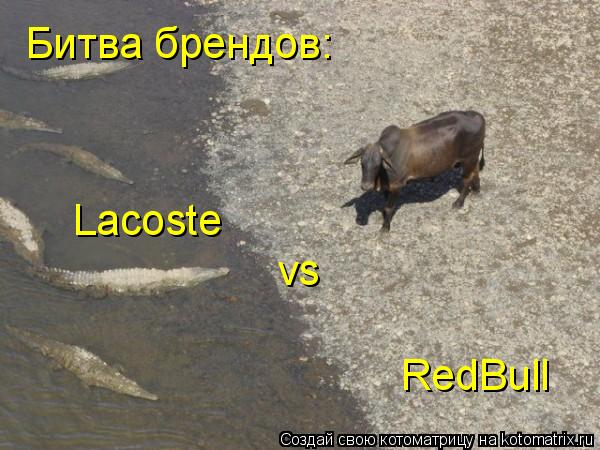 Битва брендов: Lacoste vs RedBull... Котоматрица: Битва брендов: Lacoste vs RedBull