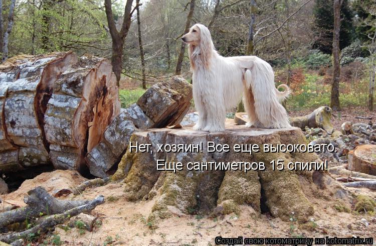 Нет, хозяин! Все еще высоковато. Еще сантиметров 15 спили!... Котоматрица: Нет, хозяин! Все еще высоковато. Еще сантиметров 15 спили!