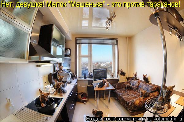 Нет, девушка! Мелок "Машенька" - это против тараканов!... Котоматрица: Нет, девушка! Мелок "Машенька" - это против тараканов!