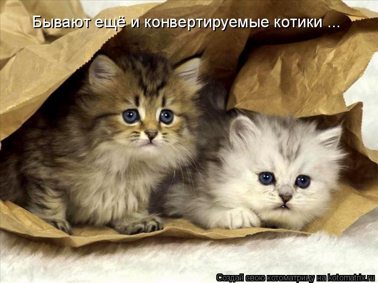 Бывают ещё и конвертируемые котики ...... Котоматрица: Бывают ещё и конвертируемые котики ...