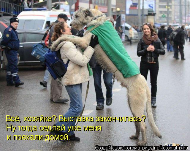 Всё, хозяйка? Выставка закончилась? Ну тогда седлай уже меня и поехали домой.... Котоматрица: Всё, хозяйка? Выставка закончилась? Ну тогда седлай уже меня и поехали домой.