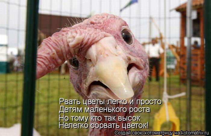 Рвать цветы легко и просто Детям маленького роста Но тому кто так высок Нелегко сорвать цветок!... Котоматрица: Рвать цветы легко и просто Детям маленького роста Но тому кто так высок Нелегко сорвать цветок!
