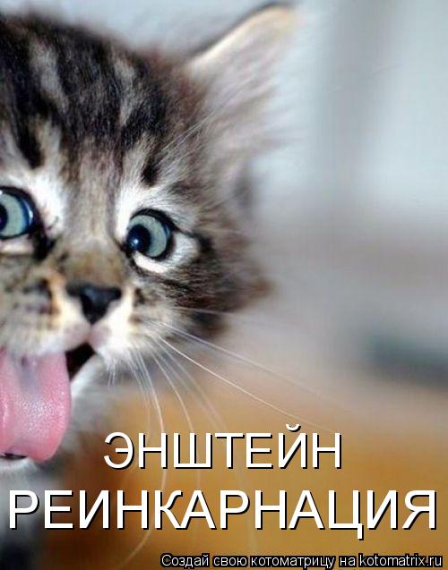 ЭНШТЕЙН РЕИНКАРНАЦИЯ... Котоматрица: ЭНШТЕЙН РЕИНКАРНАЦИЯ