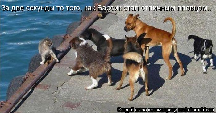 За две секунды то того, как Барсик стал отличным пловцом...... Котоматрица: За две секунды то того, как Барсик стал отличным пловцом...