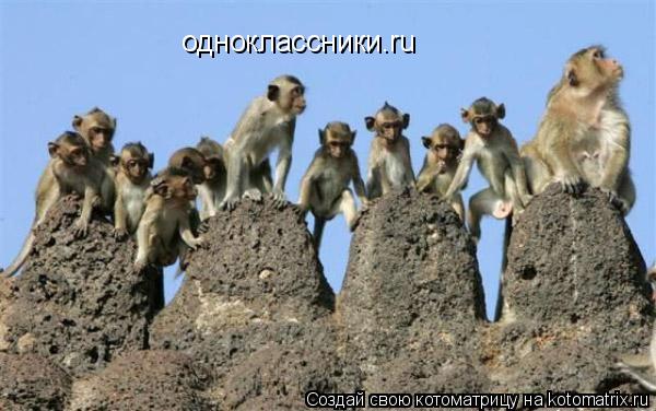 одноклассники.ru... Котоматрица: одноклассники.ru