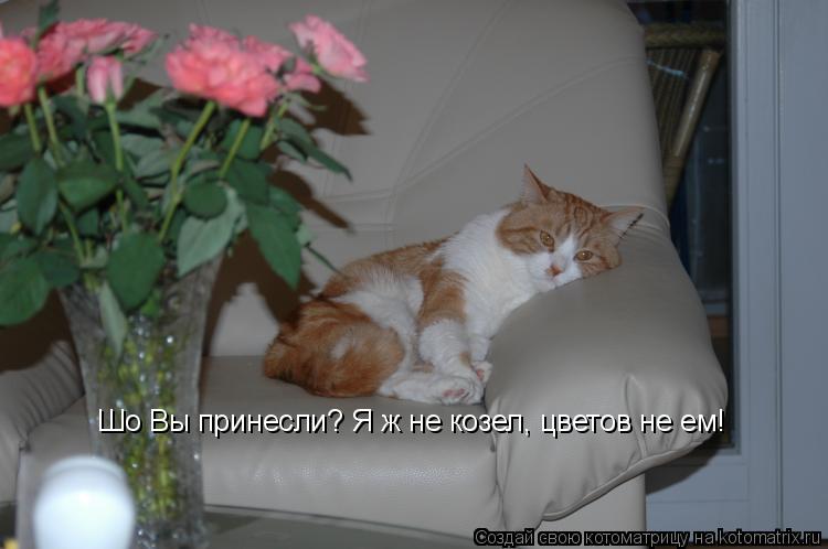 Шо Вы принесли? Я ж не козел, цветов не ем!... Котоматрица: Шо Вы принесли? Я ж не козел, цветов не ем!