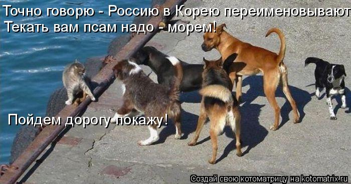 Точно говорю - Россию в Корею переименовывают! Текать вам псам надо - морем! Пойдем дорогу покажу!... Котоматрица: Точно говорю - Россию в Корею переименовывают! Текать вам псам надо - морем! Пойдем дорогу покажу!