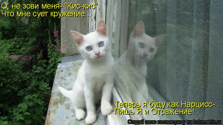 О, не зови меня- "Кис-кис", Что мне сует кружение... Теперь я буду как Нарцисс- Лишь Я и Отражение!... Котоматрица: О, не зови меня- "Кис-кис", Что мне сует кружение... Теперь я буду как Нарцисс- Лишь Я и Отражение!