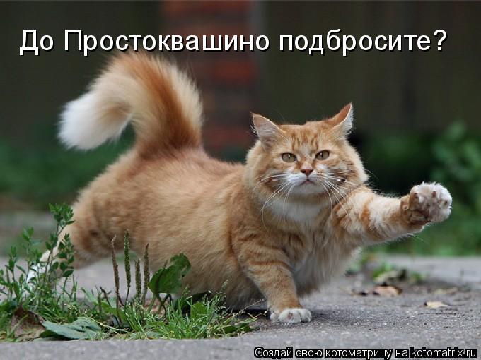 До Простоквашино подбросите?... Котоматрица: До Простоквашино подбросите?