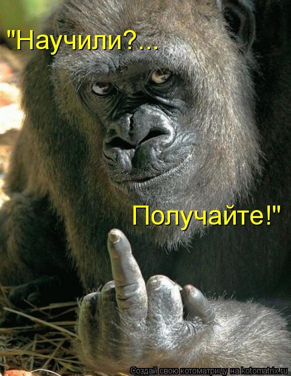 "Научили?... Получайте!"... Котоматрица: "Научили?... Получайте!"