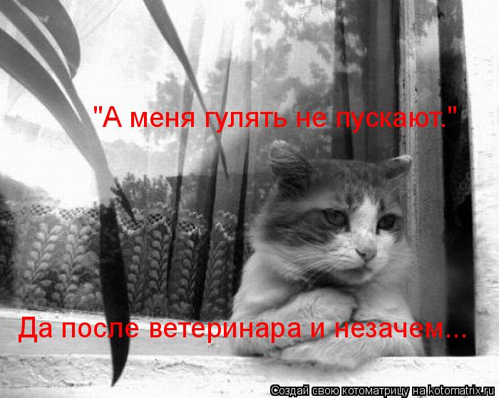 "А меня гулять не пускают." Да после ветеринара и незачем...... Котоматрица: "А меня гулять не пускают." Да после ветеринара и незачем...