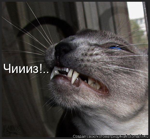 Чиииз!..... Котоматрица: Чиииз!..