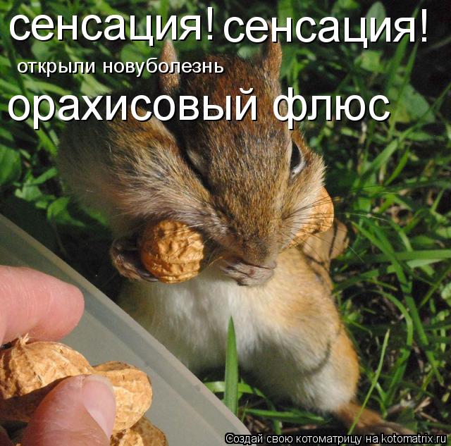 открыли новуболезнь сенсация! сенсация! орахисовый флюс... Котоматрица: открыли новуболезнь сенсация! сенсация! орахисовый флюс