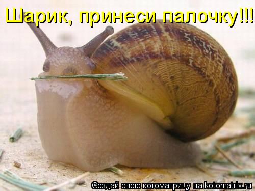 Шарик, принеси палочку!!!... Котоматрица: Шарик, принеси палочку!!!