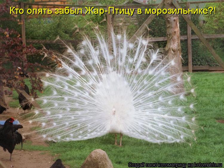 Котоматрица: Кто опять забыл Жар-Птицу в морозильнике?!