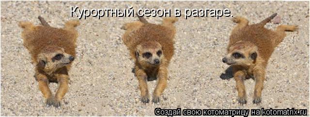 Курортный сезон в разгаре.... Котоматрица: Курортный сезон в разгаре.