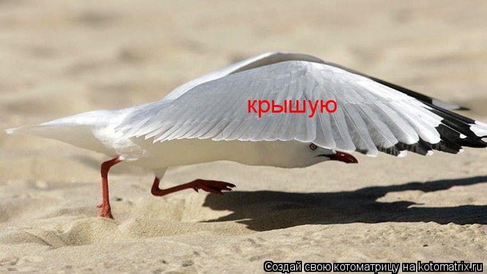 крышую... Котоматрица: крышую