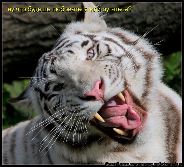 ну что будешь любоваться или пугаться?... Котоматрица: ну что будешь любоваться или пугаться?
