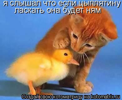 я слышал что если цыплятину ласкать она будет ням... Котоматрица: я слышал что если цыплятину ласкать она будет ням