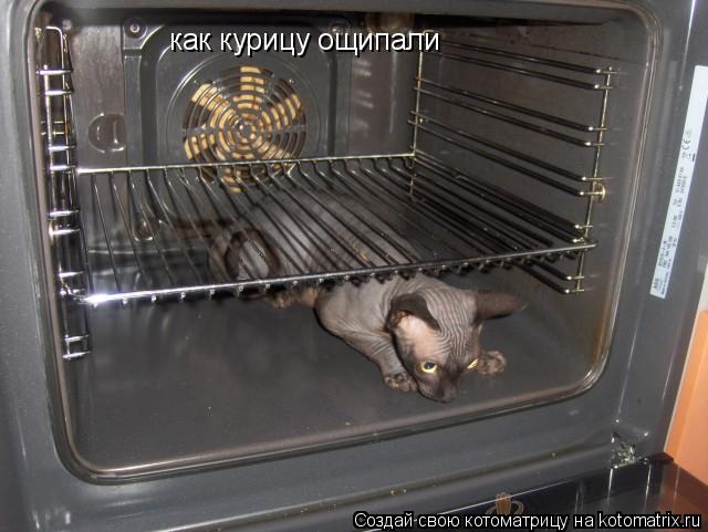 как курицу ощипали... Котоматрица: как курицу ощипали